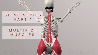 Spine Series Part 1 Multifidi Muscles 3D Animation [upl. by Nonnac68]