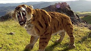 Sabertoothed Tiger  Prehistoric Cats Documentary [upl. by Morey626]