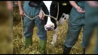 Cattle restraint methods [upl. by Erreid628]