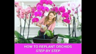 ORCHID CARE 🍃REPOTTING ORCHIDS REPLANTING ORCHIDS 🌿 Shirley Bovshow [upl. by Wynny830]