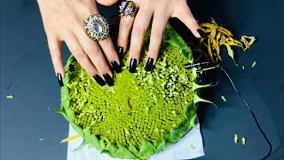 ASMR Extracting Sunflower seeds Hand Movements Satisfying Videos visuals 💙 [upl. by Htiduy495]