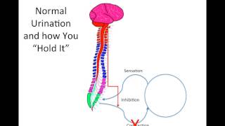 How Does Spinal Cord Injury Effect the Bladder [upl. by Llednar]