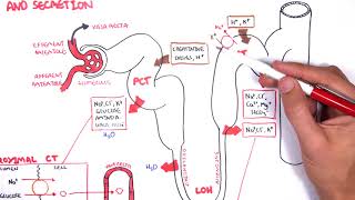 Nephrology  Physiology Reabsorption and Secretion [upl. by Anyah]