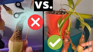 How to Trim Nepenthes Pitcher Plants and Promote Their Growth 🌿  Pruning Guide [upl. by Pattison27]