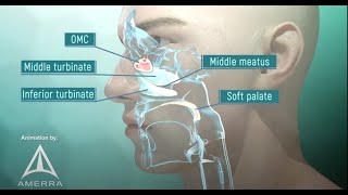 Tour of the Nasal Passage  3D animation [upl. by Keryt]