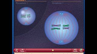 How Meiosis Works [upl. by Rosinski]