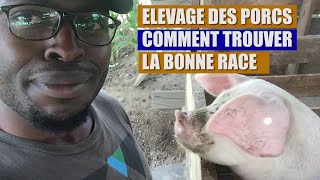 Elevage des porcs Comment trouver la bonne race [upl. by Leva]