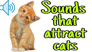 Sounds that attract cats  Meow to make cats come to you [upl. by Laidlaw]