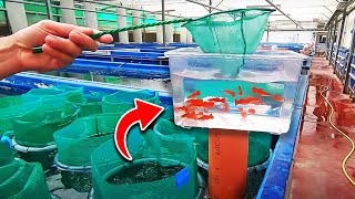 The Best Aquarium Fish Farm in The World no clickbait [upl. by Neelon257]