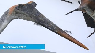 Quetzalcoatlus  Specimen Spotlight [upl. by Oahc]