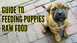 Guide To Feeding Puppies RAW Food [upl. by Abbotson338]