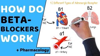 How do Beta Blockers Work  Pharmacology [upl. by Nirtiac]