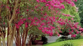 How To Prune Crepe Myrtles  Southern Living [upl. by Conley105]