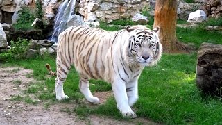 Belgrade Zoo Serbia FullHD [upl. by Colman]