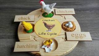 Chicken life cycle [upl. by Harilda854]