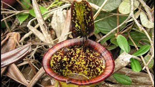 The Discovery of Nepenthes attenboroughii [upl. by Aeht]