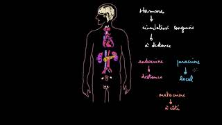 Introduction au système endocrinien [upl. by Alyss]