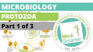 Protozoa  Microbiology  USMLE STEP 1  Part 1 of 3 [upl. by Rawdan]