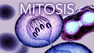 MITOSIS  MADE SUPER EASY  ANIMATION [upl. by Enilesoj]