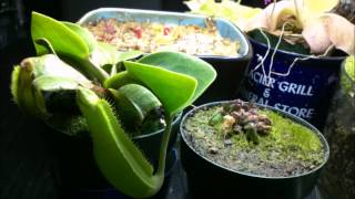 Nepenthes truncata and Cephalotus Follicularis 5 month time lapse [upl. by Perpetua]