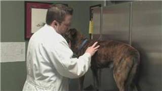 Dog Health  How to Diagnose a Coughing Dog [upl. by Ezri]