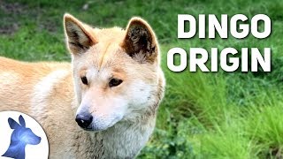 Origin of the Dingo Australias Ancient Canine [upl. by Irtak]