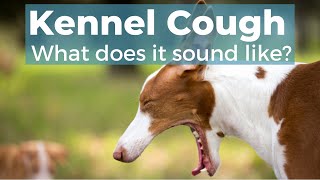 Kennel Cough In Dogs [upl. by Sklar]