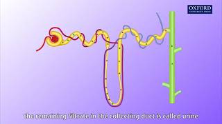 Animation E1 11 Ultrafiltration and reabsorption [upl. by Henryson]