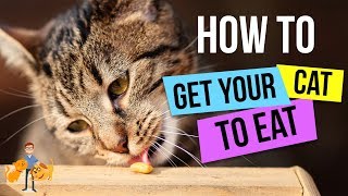 How To Get a Cat to Eat  13 Steps to GUARANTEED Success  Cat Health Vet Advice [upl. by Vickey]