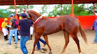 CARRERAS DE CABALLOSSEMIFINAL EL CHULO [upl. by Hamian]