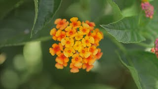 Short Lantana [upl. by Sasnak]