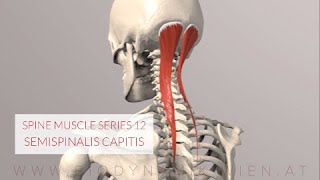 Spine Series 13 Neck Muscles Semispinalis Capitis 3D Animation [upl. by Naxor402]