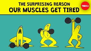 The surprising reason our muscles get tired  Christian Moro [upl. by Annatnas]