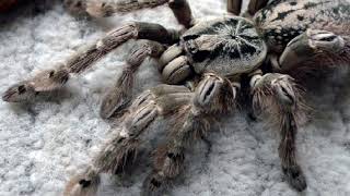 🧬 Top 10 Most Venomous Tarantulas [upl. by Kamilah]