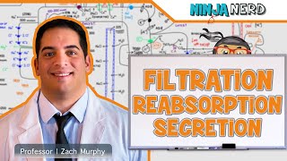 Renal  Filtration Reabsorption and Secretion Overview [upl. by Aggri]