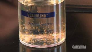 How to Care for Daphnia [upl. by Demaria591]