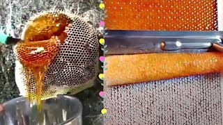 MOST AMAZING HONEYCOMB UNCAPPINGOddly Satisfying ASMR [upl. by Mundford]