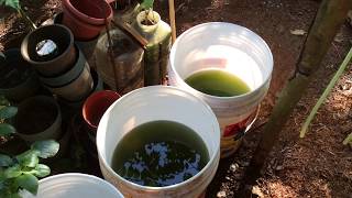 How to grow Green Water Algae [upl. by Aline]