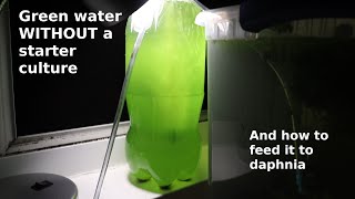 Green Water WITHOUT a Starter Culture  From Scratch  How To [upl. by Jehial190]