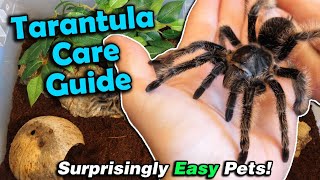 How to Care for Tarantulas [upl. by Avah]