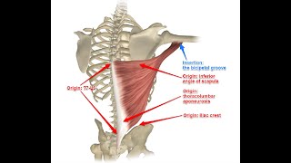 Two Minutes of Anatomy Latissimus Dorsi [upl. by Olemrac]