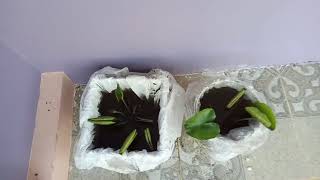 How start to growing blue lotus plants in home [upl. by Chao]