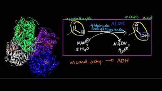 Aldehyde Dehydrogenase Physiology Biochemistry and Mechanism [upl. by Yelwar]