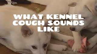 What Kennel Cough Sounds Like [upl. by Abbotsen575]