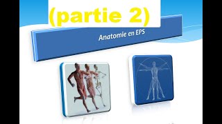 Anatomie en EPS  anatomie fonctionnel partie 2 [upl. by Retxed]