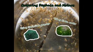 How To Culture Daphnia and Moinas using Green Water Spirulina powder [upl. by Adien]