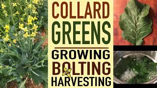 COLLARD GREENS  Growing bolting and harvesting  Thyme2Grow [upl. by Borszcz]