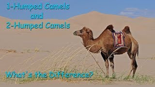 1 Humped camels and 2 humped camels Whats the Difference [upl. by Annairt]