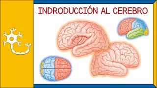 Síntomas de Tumor Cerebral conoce todo al respecto [upl. by Ajaj]