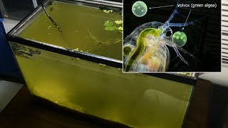 Raising Daphnia for the Freshwater Aquarium [upl. by Lusar]